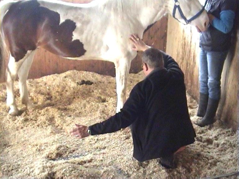 Magnetiseur voor mens en paard